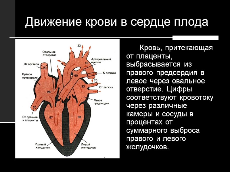 Движение крови в сердце плода  Кровь, притекающая от плаценты, выбрасывается из правого предсердия